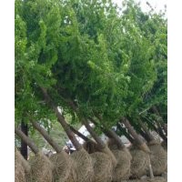 供應(yīng)15公分銀杏樹