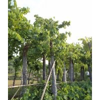 四川羊蹄甲，成都羊蹄甲，羊蹄甲景觀樹