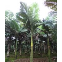 瀘州假檳榔，假檳榔風(fēng)景樹，假檳榔基地，假檳榔