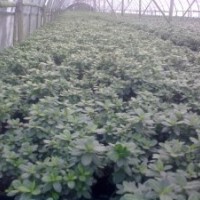 杜鵑 成都西洋杜鵑供應(yīng)