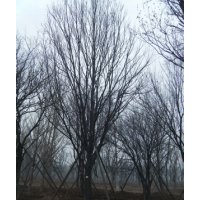 供應精品大喬國槐,茶條槭,蒙古櫟
