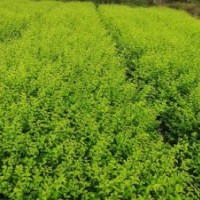 供應(yīng)紅葉石楠、桃葉珊瑚、八角金盤(pán)、金邊黃楊等苗木