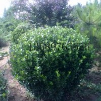 山東出售大葉黃楊，龍柏，黑松和柿子樹(shù)等苗木