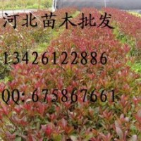 供應(yīng)紅葉石楠 大量低價(jià)出售紅葉石楠