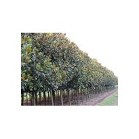 廣玉蘭產地，廣玉蘭價格，2公分廣玉蘭價格，10公分廣玉蘭價格