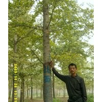 長期大量供應(yīng)8-60公分銀杏