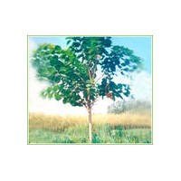 叢生黃櫨 黃櫨 黃櫨小苗