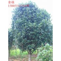 2公分桂花，3公分桂花，5公分桂花，桂花小苗