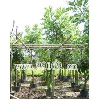 供應(yīng)大葉紫薇、大葉杜英、吊瓜樹等