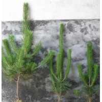 供應(yīng)黑松苗木 黑松容器苗 黑松基地 黑松樹(shù)苗