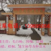 冠縣苗圃紫葉李,國槐,毛白楊