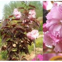 供應(yīng)紅葉櫻花芽100萬個(gè)