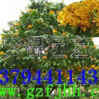 無(wú)憂(yōu)樹(shù)苗 火焰花苗 火焰花樹(shù)苗 無(wú)憂(yōu)樹(shù)種子