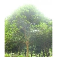 出售個規(guī)格桂花苗桂花樹