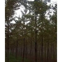 超低價供應(yīng)銀杏苗木