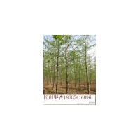 低價(jià)出售銀杏樹(shù)