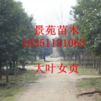 大葉女貞價(jià)格