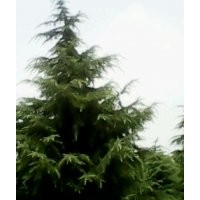 雪松.雪松基地\雪松價格\雪松苗圃