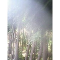 新鮮五角楓，北欒.山丁子.流蘇各種優(yōu)質種子