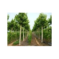 法桐，白蠟，火炬樹，柳樹，各種小苗。