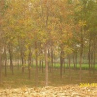 供應當年白蠟、國槐成品苗