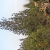 供應(yīng)白皮松、白皮松價格、3米白皮松價格