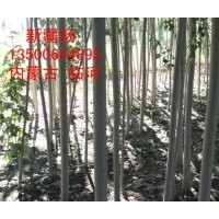 常年供應(yīng)：新疆楊\垂柳、榆樹