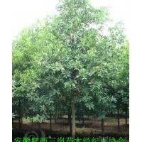 供應杜英，安徽2-15公分杜英價格