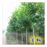 供應毛白楊 國槐苗 法桐苗 白蠟苗 千頭椿等苗木