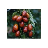 供應(yīng)大規(guī)格占地棗樹5-6公分棗樹3-4公分棗樹7-8公分棗樹