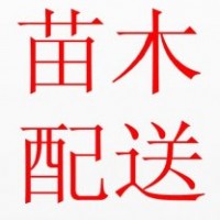 福建綠化苗木配送