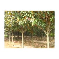 廣玉蘭苗圃，南京天涯雪松苗圃急售6-15公分廣玉蘭