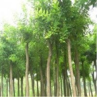 國(guó)槐 合歡樹