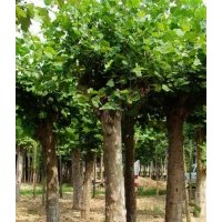 大量供應(yīng)法桐6--20公分