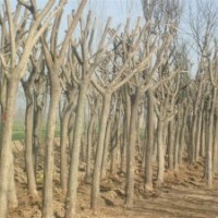 合歡 合歡基地 8公分合歡 合歡價(jià)格 15公分合歡