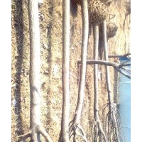 合歡樹 山東合歡樹 5-25公分合歡樹