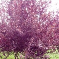 合歡樹 山東合歡樹 合歡樹基地