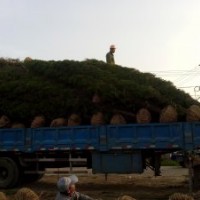 冬季雪松價(jià)格-老百姓雪松報(bào)價(jià)-10米雪松價(jià)格