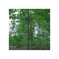 馬褂木報(bào)價(jià)-馬褂木圖片-直銷馬褂木價(jià)格