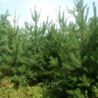 出售樟子松2.5米左右