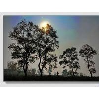 1.5米左右冬青10萬待售烏桕羅木石楠 花石榴等苗木直銷