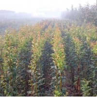 綠化及花卉苗（大量）：木瓜海棠，西府海棠，長(zhǎng)壽冠，紫薇，櫻花