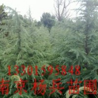 南京楊兵苗圃雪松廣玉蘭白玉蘭大葉女貞馬褂木