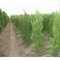 龍柏價格-龍柏圖片-基地龍柏價格