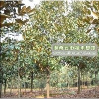 供應(yīng)廣玉蘭價格,廣玉蘭小苗價格,2012廣玉蘭行情怎么樣