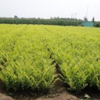 金葉女貞、紅葉小檗、紅瑞木、迎春、扶芳藤、膠東衛(wèi)矛、連翹