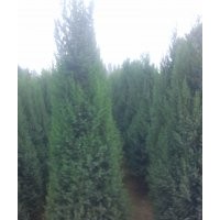 出售北京檜0.5-3米