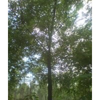 大合歡河北合歡保定合歡1年帽合歡