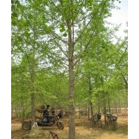 低價(jià)供應(yīng)15-25公分銀杏樹(shù)