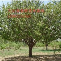 便宜甩賣八棱海棠樹